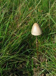 24002 Mushroom.jpg